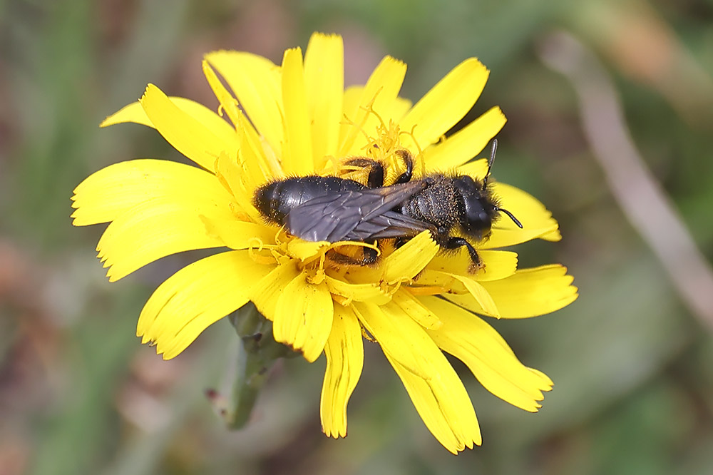 large shaggy bee